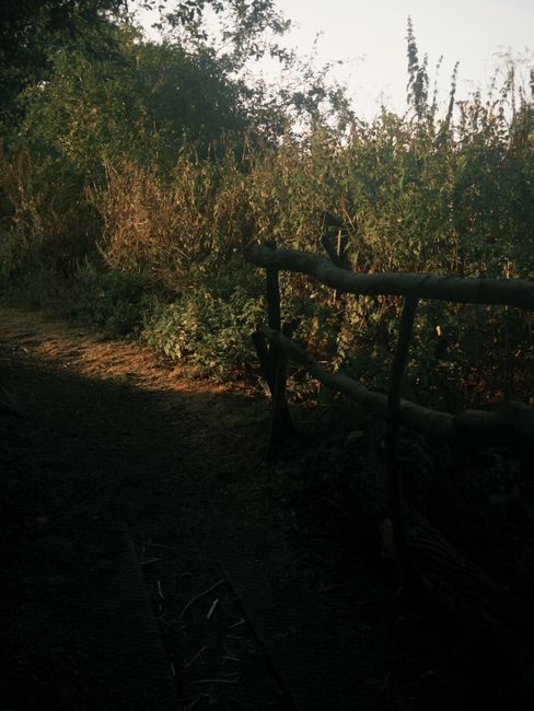 A photograph showing a dirt pathway bordered by dense bushes and tall grasses, with the sunlight filtering through the foliage, creating areas of shadow. On the right side of the image, there is a bla
