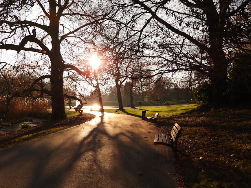 A park pathway lined with leafless trees casting long shadows on the ground during late afternoon sunlight, with benches positioned along the paved walkway. In the background, a small pond reflecting the light and a few scattered people can be seen. The scene suggests a peaceful outdoor environment typical of a public park setting, with natural lighting highlighting the textures of the trees and the pathway. This image, associated with house removals and moving services at Man with Van Gidea Park, emphasizes the importance of planning outdoor logistics and transport routes in residential relocations or furniture transport scenarios, especially during daylight hours.